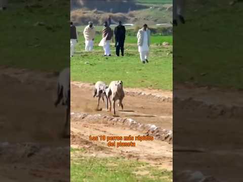 😮 The 10 fastest dogs on the planet #dogs