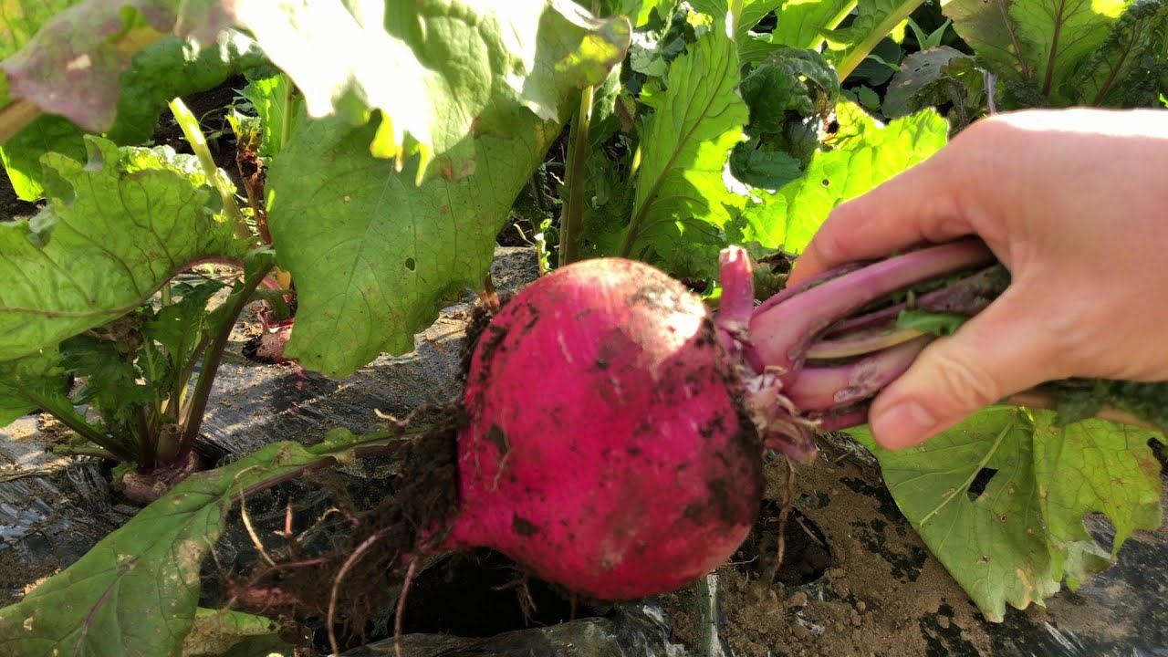 我が家の家庭菜園ツアー　20211123　もものすけ収穫　玉ねぎ植えつけ　いちごビニールトンネル栽培