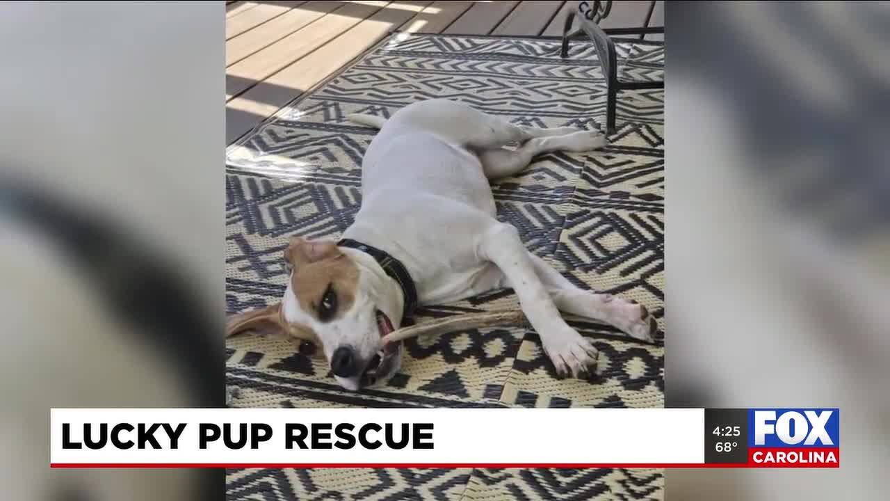 Four Legged Friends: Aulait