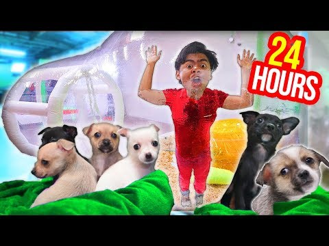 download lagu mp3 mp4 Spend The Day With Puppies, download lagu Spend The Day With Puppies gratis, unduh video klip Spend The Day With Puppies