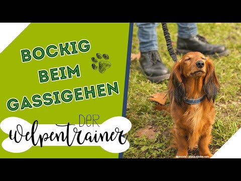 The dog is stubborn when going for a walk! 🤯 What should I do? | The Puppy Trainer | sixx