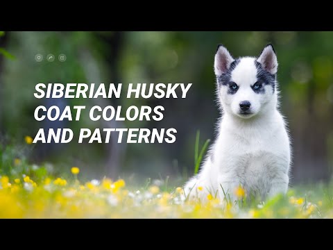 , title : 'Siberian Husky Coat Colors and Patterns in 1 Minute'