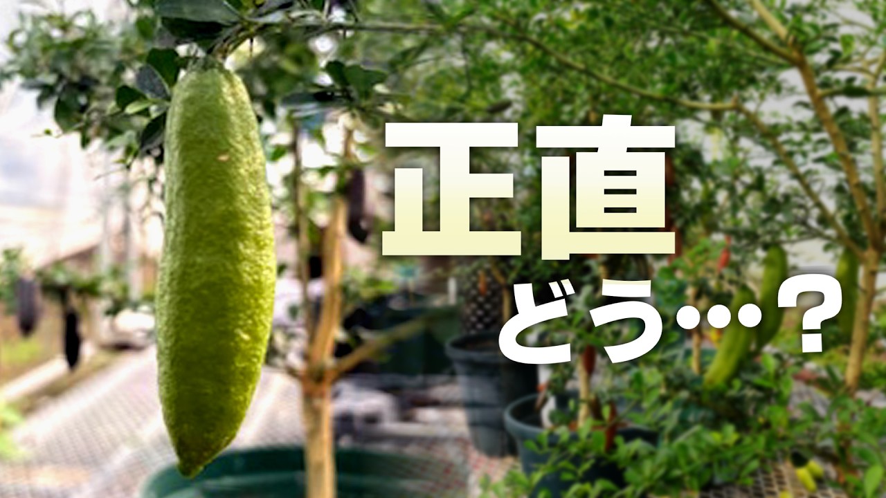 【正直...】フィンガーライム2年育てた結果…おすすめできるのか？
