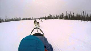 preview picture of video 'Dog Sledding in Fraser, Colorado'