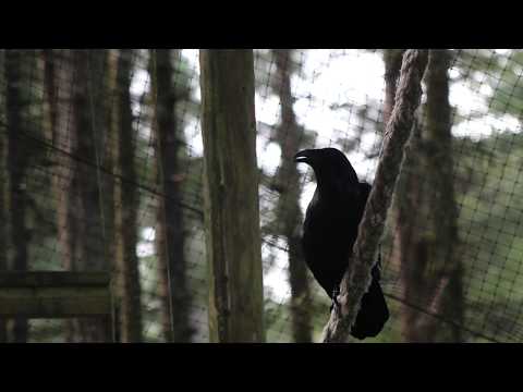 Common Raven Croaking (Onyx)