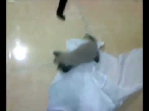 GATO FAXINEIRO - TV COUTO - GATOS ENGRAÇADOS - Gatos Patrick II, Felipe II e Vidinha.