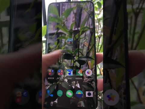 Transparent Live Wallaper Video