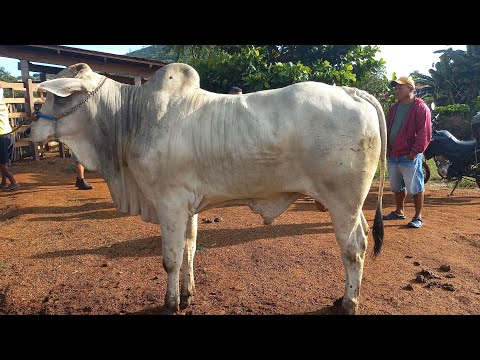 Feira de gado em Coité do Noia Alagoas 24/05/26#nordeste