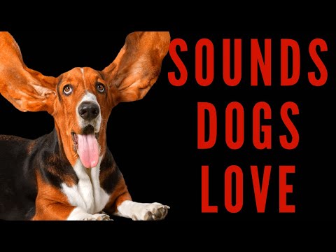 SOUNDS DOGS LOVE -  Sounds That Will Make Your Dog Happy | maktub_ytv