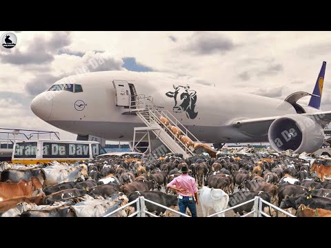 How millions of cows are exported worldwide - Modern transport technology