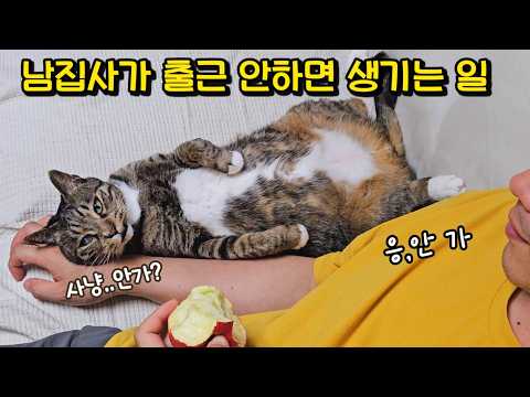 남집사가 계속 집에만 있었더니.. 눈치 빠르고 속 깊은 고양이의 행동