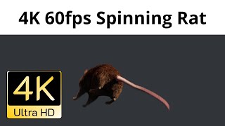 Cover art for spinning rat
