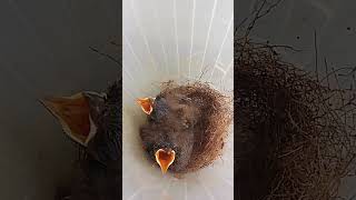 Download lagu Anakan Burung tledekan gunung #tledekangunung #shorts mp3