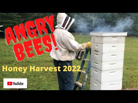 ANGRY BEES!!! HONEY HARVEST 7-9-22