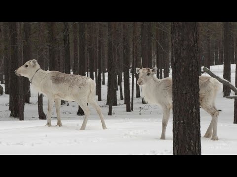 Video Thumbnail: Growing military presence in Arctic worries Finland's reindeer herders | AFP