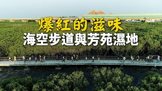 [問卦] 當初白海豚會轉彎怎麼一直被酸？