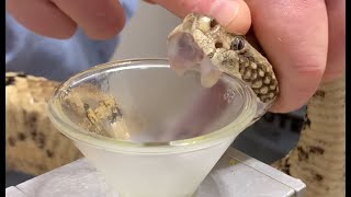 Timber Rattlesnake Venom Extraction