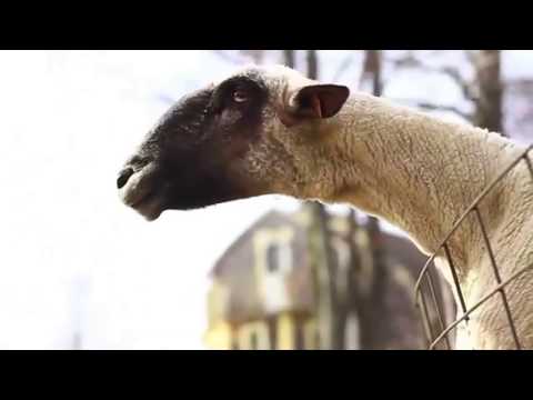 Staying alive Goat edition (extended)