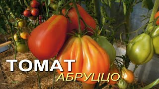 Томат Императрица: описание сорта помидоров, характеристики