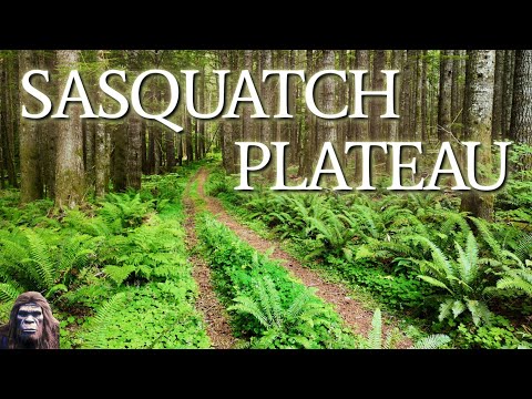 Sasquatch Plateau - Mysterious Close Encounters