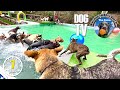 Dog TV for Dogs to Watch 🐶 Entertainment for Dogs 🎵 Relaxing Dog Music & Anti Anxiety Dog Home Alone