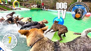 Dog TV Daycare for Dogs to Watch 🐶 YouTube Entertainment for Dogs 🐶 Anti Anxiety for Dogs Home Alone