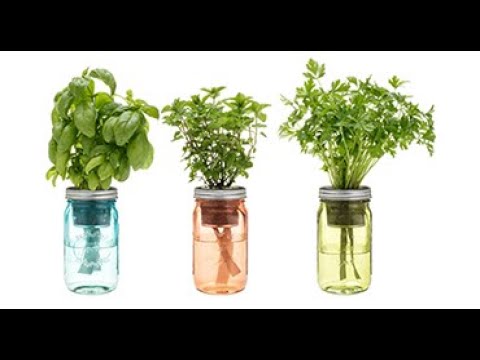 download lagu mp3 mp4 Woody Herb Often Used On Chicken, download lagu Woody Herb Often Used On Chicken gratis, unduh video klip Woody Herb Often Used On Chicken
