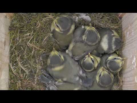 2018 05 21 Zurück zu den Blaumeisen