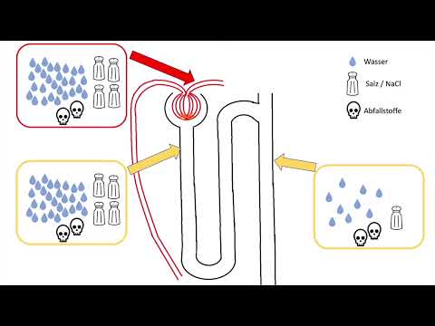 Nephron: Harnkonzentrierung nach dem Gegenstromprinzip
