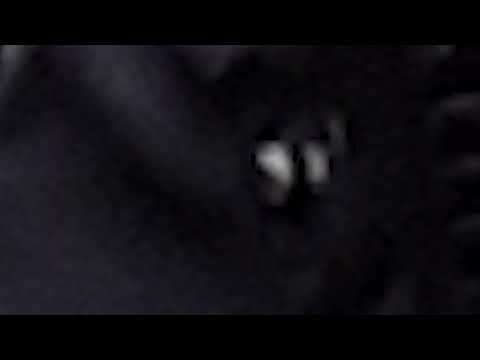 Young igi- Bestia alvin i wiewiorki