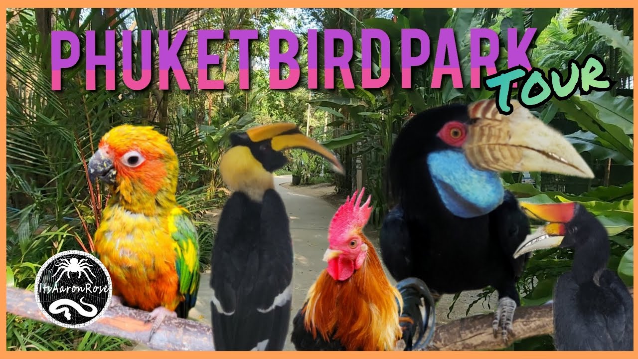 Embark on a Captivating Walkthrough Tour at Phuket Bird Park