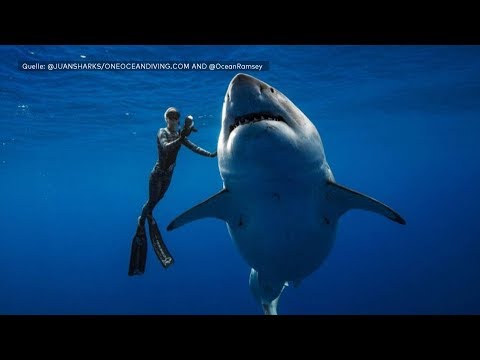 Atemberaubende Aufnahmen: Tauchgang mit Weißem Hai
