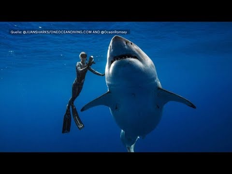 Breathtaking footage: Dive with a great white shark