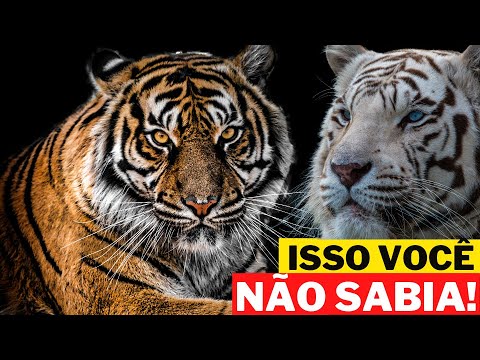 10 CURIOSIDADES SOBRE O TIGRE   ANIMAIS SELVAGENS CARNÍVOROS MUNDO ANIMAL