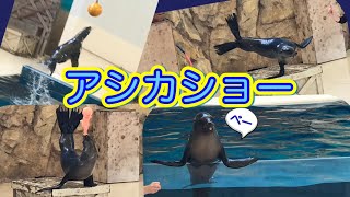 三重県【鳥羽水族館】アシカショー