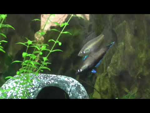 Parosphromenus nagyi Courtship