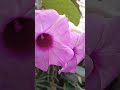 Ponambal Pooviriyum