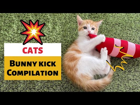 Cat Bunny Kick Compilation - Kick! Kick! Kick!