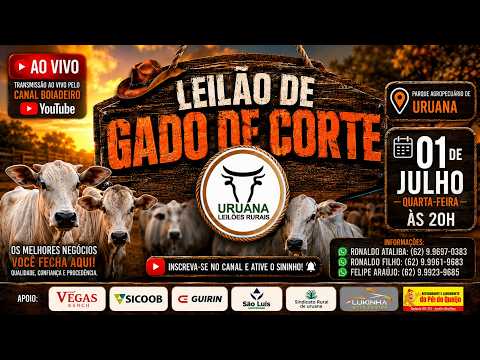 Leilão de Gado -  Uruana Leilões - Leilão de Gado de Corte em Goiás @canal.boiadeiro #live #gado