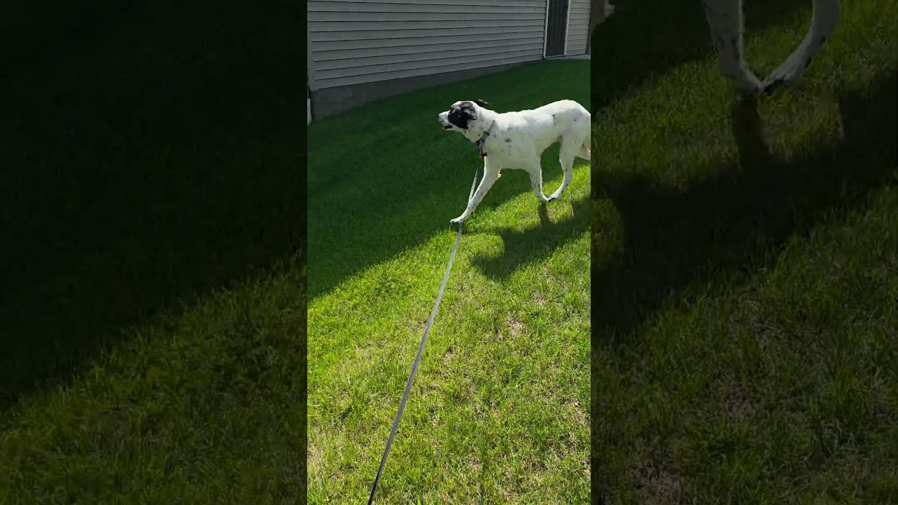 Paul, a Adoptable mixed breed in Rochester, MN video 6/6