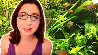 Platy Fish Species Spotlight