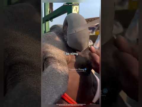 Cách làm một con trâu có giá trên trời