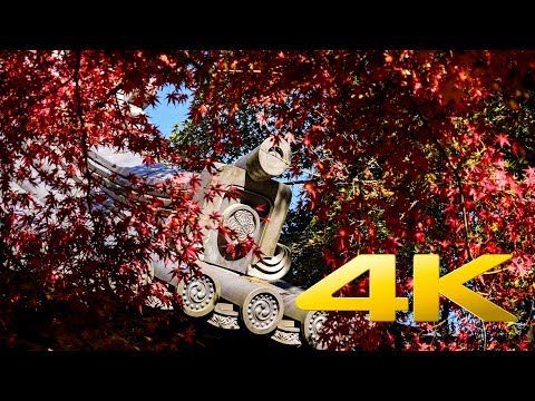 Templo Hondo-ji - Chiba - Templo Hondo-ji - 4K Ultra HD