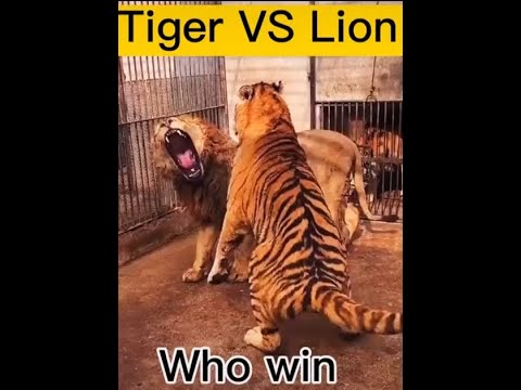 Real Fight Lion VS Tiger orginal sounds | LionVsTigher RealFight part 3