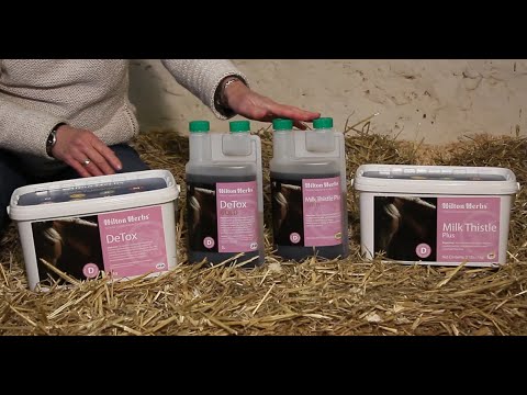 download lagu mp3 mp4 Animal Element Detox Ingredients, download lagu Animal Element Detox Ingredients gratis, unduh video klip Animal Element Detox Ingredients