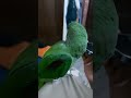 Parrot Listen Quran Pak
