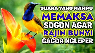 Download lagu Penjebol birahi bunyi‼️ Pancingan sogon agar emosi ngleper mp3 Download lagu Penjebol birahi bunyi‼️ Pancingan sogon agar emosi ngleper mp3