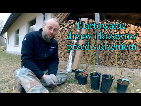 Hartowanie krzewów i drzew owocowych przed sadzeniem - Ogrodowe pierdamony 133