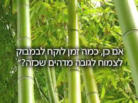 סיפור הבמבוק הסיני