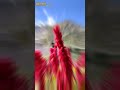 Kitna Pyara Pyara Hai Sama Viral Trending Youtube Jeet Like Subscribe Shorts Short Shorts